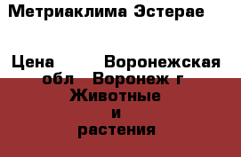 Метриаклима Эстерае RR › Цена ­ 80 - Воронежская обл., Воронеж г. Животные и растения » Аквариумистика   